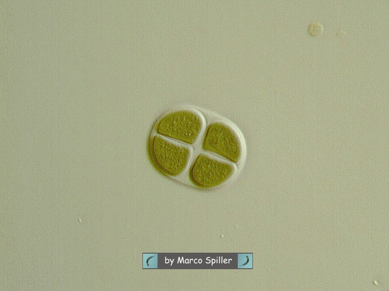 Chlorococcus turgidus